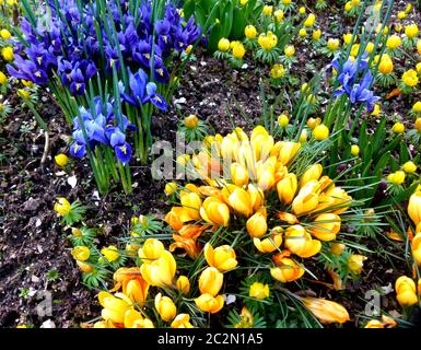 blue dwarf lilies and yellow crocuses in the spring garden Stock Photo