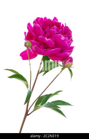 Single red Peony flower isolated on white background