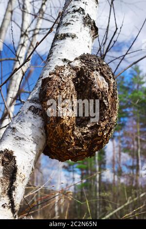 Monstrous excrescence on the white birch trunk Stock Photo
