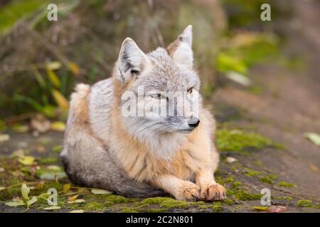 Corsac fox in the forest Stock Photo