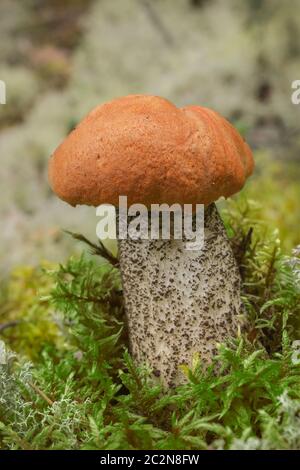 Edible mushroom (Leccinum Aurantiacum) with orange cap Stock Photo