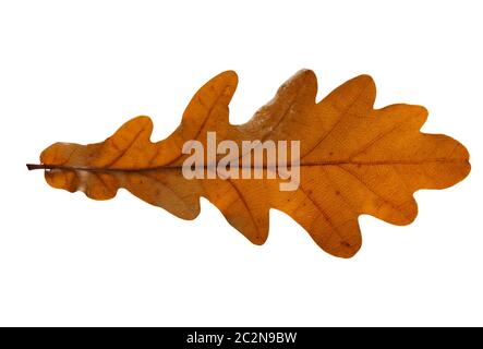 Oak leaf isolated on white background Stock Photo