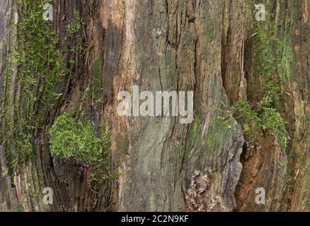 Moss and mold affect a wood panel Stock Photo