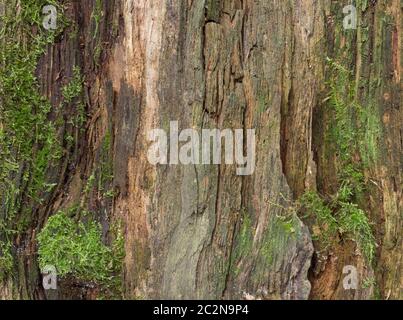 Moss and mold affect a wood panel Stock Photo