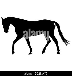 silhouette of black mustang horse vector illustration Stock Photo