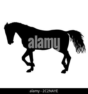 silhouette of black mustang horse vector illustration Stock Photo