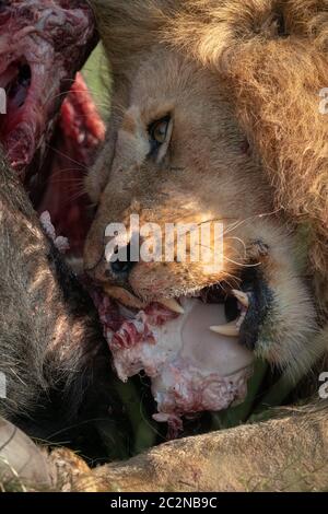 Close-up of male lion feeding on buffalo Stock Photo