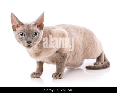 Devon Rex kitten on a white background, studio shoot Stock Photo