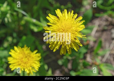 Four dandelion leaves Stock Photo - Alamy