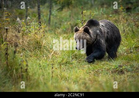 Brown bear, ursus arctos, walking and searching for food on the fall meadow. A dominant eurasian bear with fluffy coat looking to the left of the came Stock Photo