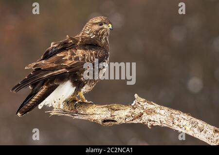 A beautiful common buzzard, buteo buteo, with snowflakes on the talons, sitting on a branch while observing its territory. A bird of prey on a winter Stock Photo