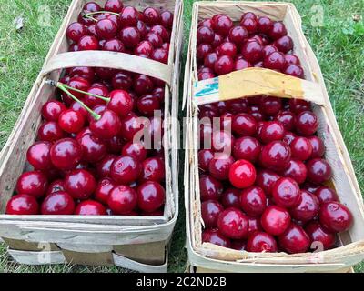 freshly harvested sour cherries in baskets stand on the meadow Stock Photo