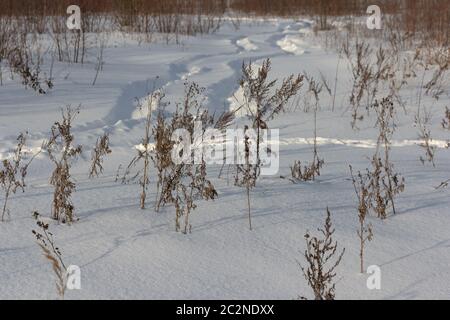 Dried grass on snow covered field in winter Stock Photo