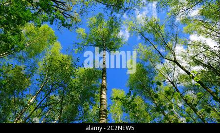 european mixed forest. Tops of the trees. Looking up to the canopy. Stock Photo
