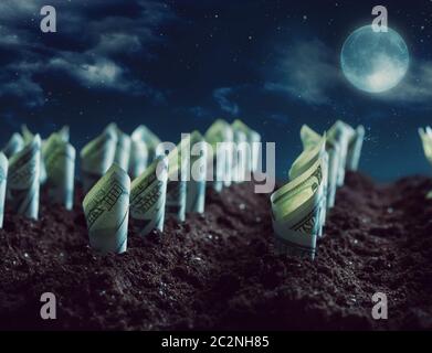 Garden bed of american dollars grow from the ground at night Stock Photo