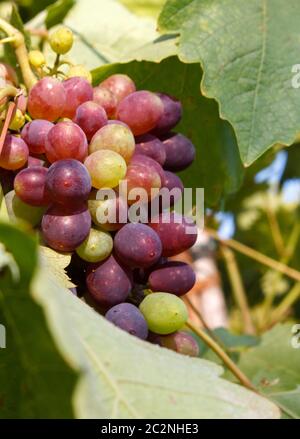 Table Grape Bunch Ripe Bunch of ripe delicious grapes Stock Photo - Alamy