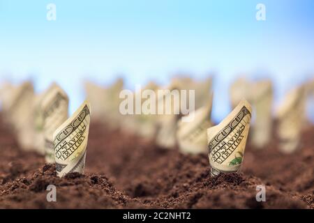 Garden bed of american dollars grow from the ground Stock Photo