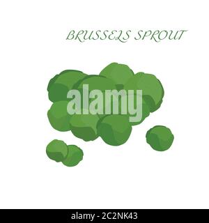 Brussels sprouts, vector object. Fresh fruit. Vitamins C. Stock Vector