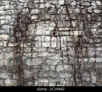 Dead ivy on old ancient wall Stock Photo