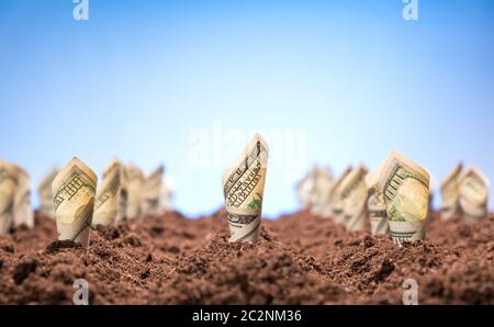 American dollars grow on the garden bed Stock Photo