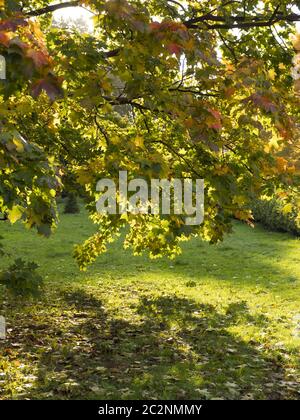 Colorful and bright background made of fallen autumn leaves. Stock Photo