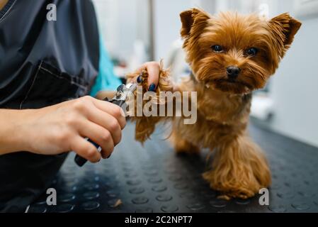 clippers grooming salon