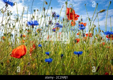 Cornflowers and poppies stand on a meadow in fine weather and blue sky Stock Photo