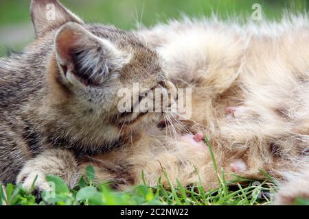 Gray kitten sucking milk from mother cat laying on green grass close up. Little kitten sucking milk