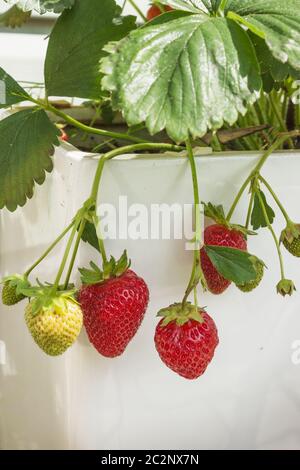 Bunch of strawberries hanging on porcelain kashpo Stock Photo