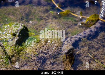 Grass snake floats on the lake with clear water Stock Photo