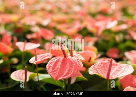 Fild of of pink Anthurium. Flowers background Stock Photo