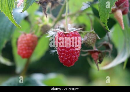 Raspberry, Rubus idaeus, ripe red fruit with others blurred in the background of leaves which are also blurred. Stock Photo