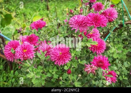 Bright pink chrysanthemums in an autumn garden Stock Photo