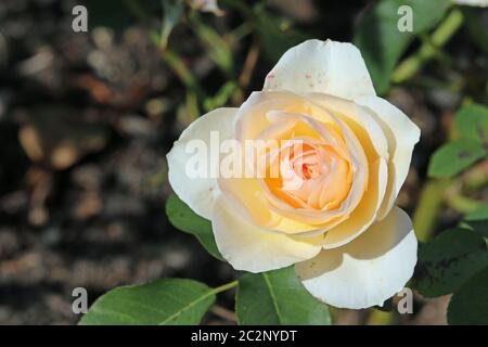 Peach coloured rose in full bloom with a dark blurred background of rose leaves. Stock Photo