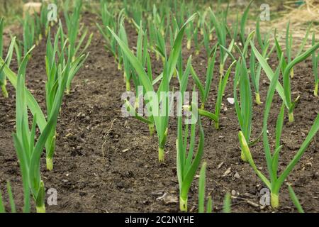 Young green garlic growing from the soil in spring close-up Stock Photo