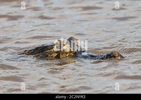 Brillenkaiman (Caiman crocodilus yacare), Kopf taucht aus dem Wasser, Pantanal, Mato Grosso, Brasilien Stock Photo