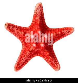 Dried red sea star isolated on white background, close up Stock Photo