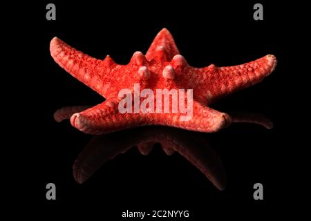 Single sea shell of red sea star isolated on black background, mirror reflection Stock Photo