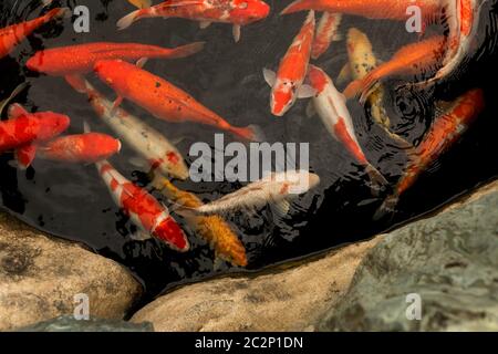 Japan carps koi. Red, orange and white fish swim in the water Stock Photo