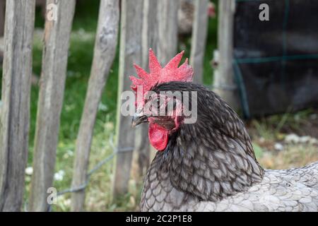 Portrait photo of a gray laying hen with a red comb, named Barred Plymouth Rock