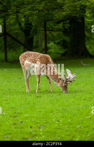 Young whitetail deer grazing on with a park Stock Photo