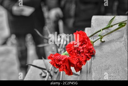 Two red carnations Stock Photo