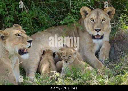 Lioness resting lying down in green bush with her tiny newborn lion cubs suckling in Serengeti Tanzania