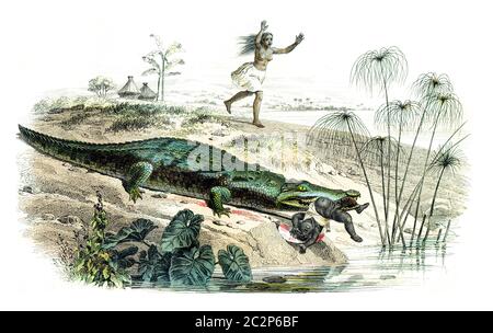 The crocodile, vintage engraved illustration. Natural History from Lacepede. Stock Photo