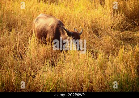 A water buffalo grazing on dried rice fields showing the rural life in Kampot, Cambodia Stock Photo