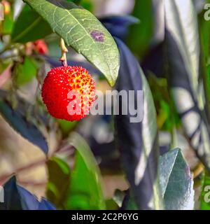 Arbutus unedo is an evergreen shrub or small tree in the family Ericaceae known as cain, cane apple, caithne, Irish or Killarney strawberry tree Stock Photo