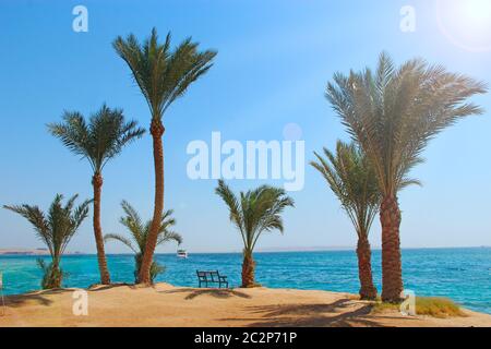 View of tropical resort with palm trees sand and sandy beach. Paradise island on seashore of Red sea