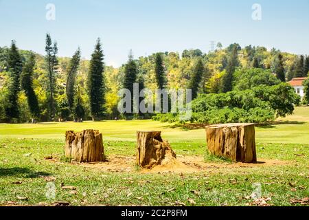 Green meadow and three stumps in village on Sri Lanka. Ceylon landscape