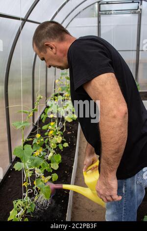 A man working in the greenhouse, watering from a watering cucumbers Stock Photo