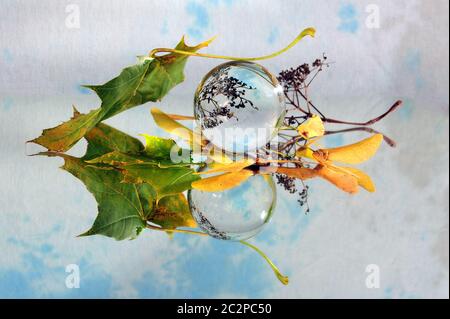 Lensbal, leavesl and faded flowers on mirror surface.  Faded flowers and autumn leaves reflections. Stock Photo